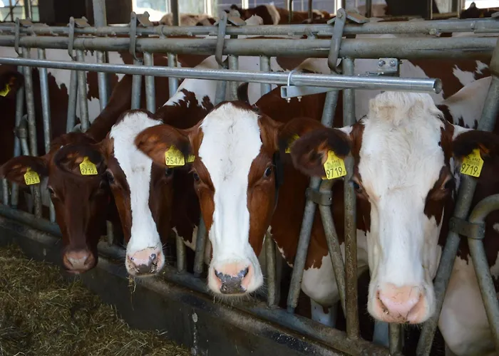 In Near Hambroek Haarlo