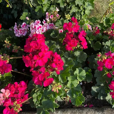 In Near Hambroek Haarlo