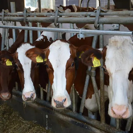 In Near Hambroek Haarlo