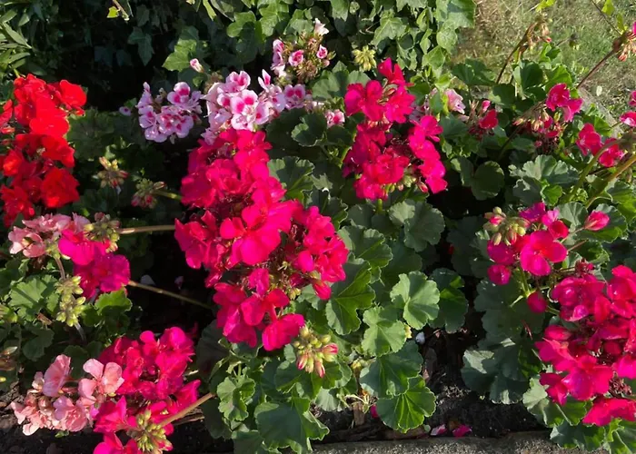 In Near Hambroek Haarlo